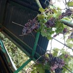 Satılır Torpaq, Novxanı, Abşeron rayonu 4