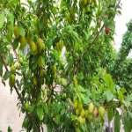 Satılır 5 otaqlı Bağ evi, Koroğlu metrosu, Maştağa qəs., Sabunçu rayonu 11