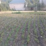 Satılır 2 otaqlı Həyət evi/villa İsmayıllı 4