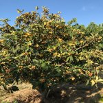 Satılır Torpaq, Novxanı, Abşeron rayonu 5