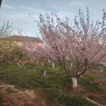 Satılır 4 otaqlı Bağ evi, Saray, Abşeron rayonu 4