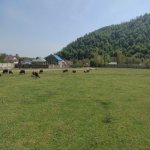 Satılır Torpaq Qəbələ 11