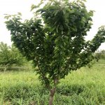 Satılır Torpaq Xaçmaz 16