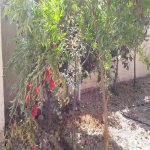 Satılır 6 otaqlı Həyət evi/villa, İçərişəhər metrosu, Badamdar qəs., Səbail rayonu 6