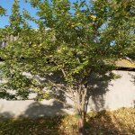 Satılır Torpaq Qəbələ 12