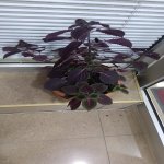 Аренда 3 комнатная Вторичка, м. Халглар Достлугу метро, Низаминский р-н район 18