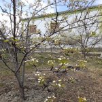 Satılır 6 otaqlı Həyət evi/villa Xaçmaz 3