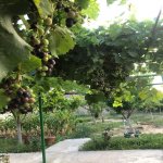 Kirayə (aylıq) 4 otaqlı Həyət evi/villa, Xəzər rayonu 2
