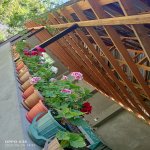 Kirayə (günlük) 3 otaqlı Həyət evi/villa Qəbələ 9
