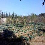 Satılır Torpaq, Maştağa qəs., Sabunçu rayonu 6