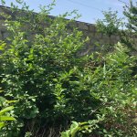 Satılır 3 otaqlı Həyət evi/villa, Səngəçal qəs., Qaradağ rayonu 10