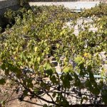 Satılır 4 otaqlı Həyət evi/villa, Novxanı, Abşeron rayonu 15