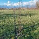 Satılır Torpaq Oğuz 6