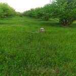 Продажа Участок Гябяля 4