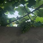 Satılır 5 otaqlı Həyət evi/villa, Maştağa qəs., Sabunçu rayonu 24