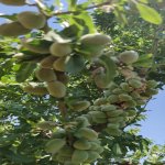 Продажа Участок Шамаха 12
