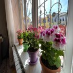 Satılır 4 otaqlı Həyət evi/villa Xırdalan 9
