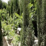 Kirayə (aylıq) 7 otaqlı Bağ evi, Mərdəkan, Xəzər rayonu 8