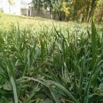 Satılır Torpaq Qəbələ 3