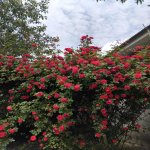 Kirayə (günlük) 2 otaqlı Həyət evi/villa Qax 13