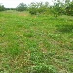 Satılır Torpaq Xaçmaz 6