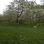 Satılır Torpaq Quba 8