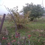 Satılır Torpaq Şamaxı 3