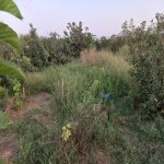 Satılır Torpaq, Ceyranbatan qəs., Abşeron rayonu 6