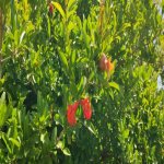 Satılır Torpaq, Goradil, Abşeron rayonu 20