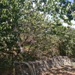 Satılır 3 otaqlı Bağ evi Qobustan 6