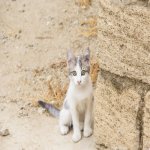 Satılır 6 otaqlı Həyət evi/villa, Nardaran qəs., Sabunçu rayonu 28