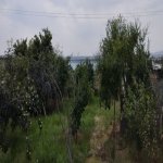 Satılır Torpaq, Saray, Abşeron rayonu 3