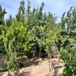 Satılır 7 otaqlı Bağ evi, Dübəndi, Xəzər rayonu 24