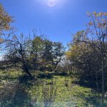 Satılır Torpaq Şamaxı 2