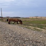 Satılır Torpaq, Saray, Abşeron rayonu 10