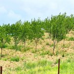 Продажа Участок Шамаха 9
