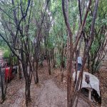 Satılır 3 otaqlı Həyət evi/villa, Qaradağ qəs., Qaradağ rayonu 17