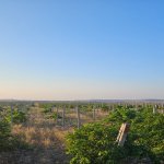 Satılır Torpaq, Novxanı, Abşeron rayonu 1