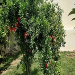 Satılır 3 otaqlı Bağ evi, Şüvəlan, Xəzər rayonu 6