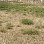 Satılır Torpaq, Saray, Abşeron rayonu 11