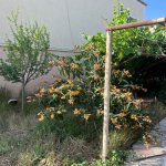 Satılır 4 otaqlı Həyət evi/villa Xırdalan 6