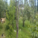 Kirayə (günlük) 3 otaqlı Bağ evi Qusar 16