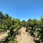 Продажа Участок, Шювалан, Хязяр район 4