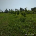 Satılır Torpaq Xaçmaz 5