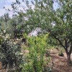 Satılır 4 otaqlı Bağ evi, Saray, Ceyranbatan gölü, Abşeron rayonu 14