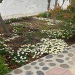Kirayə (aylıq) 3 otaqlı Bağ evi, Abşeron rayonu 43