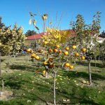 Satılır 6 otaqlı Bağ evi, Fatmayi, Abşeron rayonu 5
