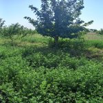 Satılır Torpaq Xaçmaz 8