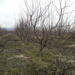 Satılır Torpaq Quba 7