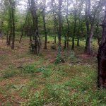 Kirayə (günlük) 4 otaqlı Həyət evi/villa Gəncə 5
